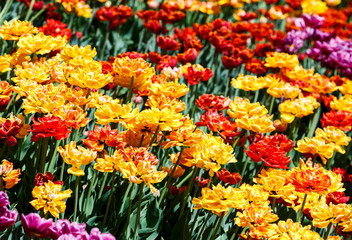 Field of yellow tulips with selective focus. Spring, floral background. Garden with flowers. Natural blooming.	