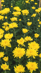 Colorful yellow and orange chrysanthemum flower bloom in the farm