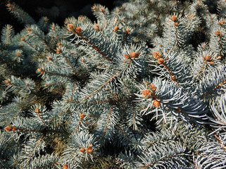 Close-up of a branch of a Christmas tree with green spikes