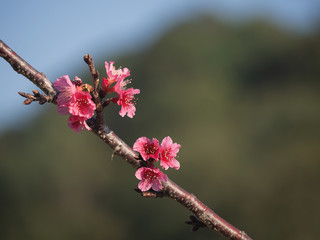 Wild Himalayan Cherry flower (Prunus cerasoides), closeup of Wild Himalayan Cherry (Prunus cerasoides)