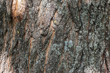texture of old tree bark