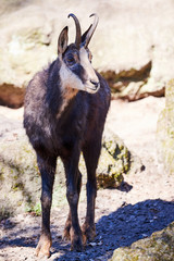 Chamois Goat on Rocks (Rupicapra rupicapra)