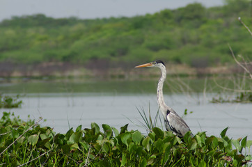 great blue heron