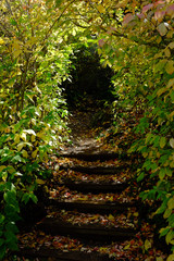 Tree Tunnel, Tilden Park, Oakland, California