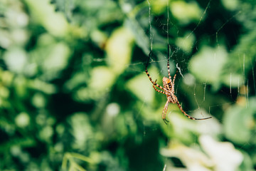 web with spider