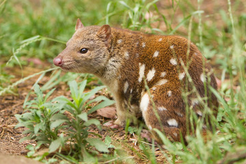 Spotted Quoll