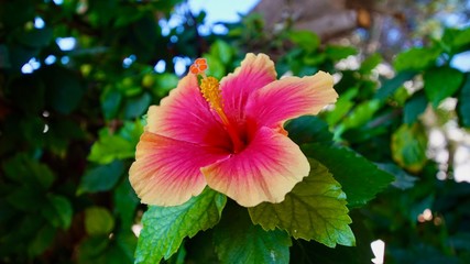 Hibiskus © Joaquin