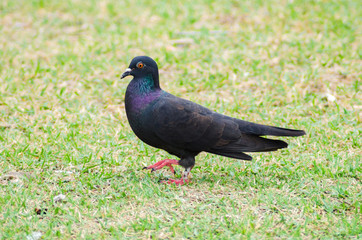 pigeon in grass