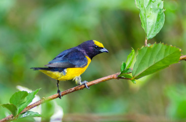 blue bird on a branch