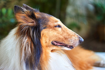 portrait of a dog