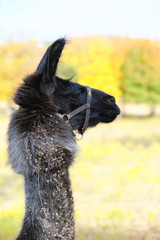 Close up portrait of black and brown llama with burs in wool, autumn color blurred background. © ccestep8