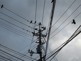 カラスのとまった電柱