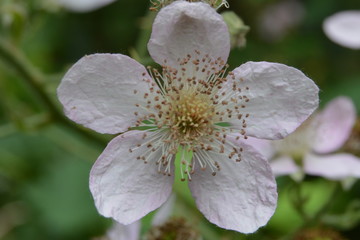 flower with water drops of dew