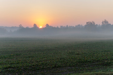 sunrise over the field in the fog