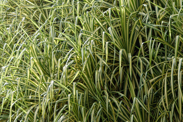 feuillage du palmier Bakoua - Guyane française