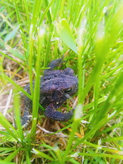 Frog Relaxed in the Grass
