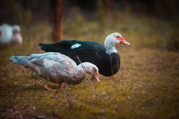 Two ducks one black and one white to eat a field pasture with green herb.