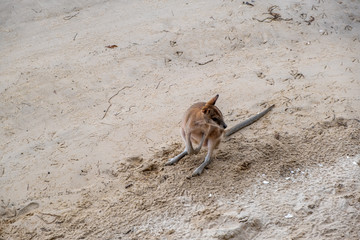 Australian Kangaroo standing in the sand