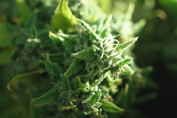 Macro photo of hemp inflorescence tips, thc crystals on cannabis shoots.