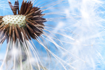 Dandelion seeds blowing in wind summer field on blue background. Change growth movement and direction concept. Inspirational natural floral spring or summer garden or park. Ecology nature landscape