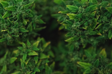 Macro photo of hemp inflorescence tips, thc crystals on cannabis shoots.