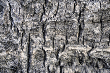 close up of palm tree bark