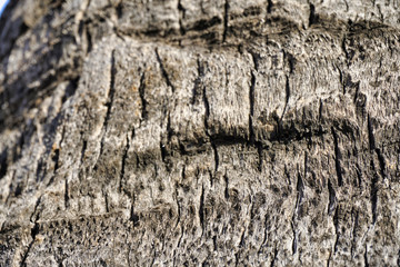 close up of palm tree bark
