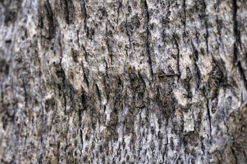 close up of palm tree bark