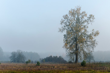 Fototapeta premium early morning autumn landscape, lonely birch in the fog