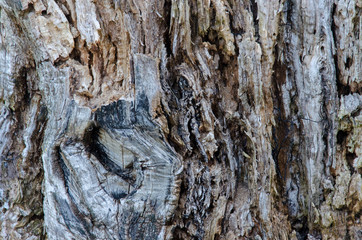 texture of an old tree without bark. close-up