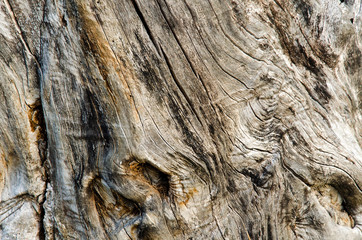 texture of an old tree without bark. close-up