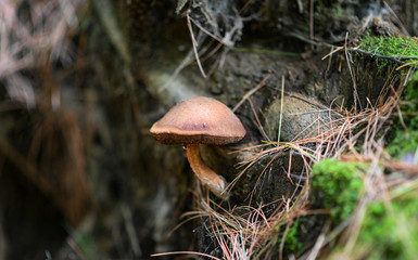 Mushroom on the side of a log