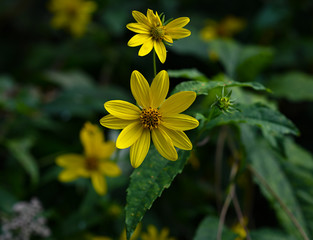 Obraz premium Yellow flower