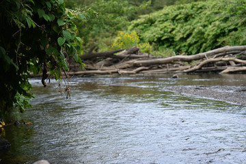 Fototapeta na wymiar Flowing river through green brush