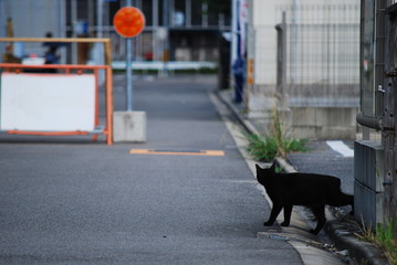 野良猫