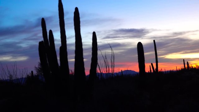 Three Giant Saguaros (Carnegiea gigantea) against the background of red clouds in the evening at sunset. Organ Pipe Cactus National Monument, Arizona, USA