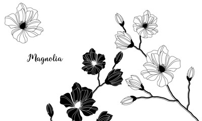 Magnolia drawn in vector, black and white with line art illustration. Flowers hand drawing on white background.