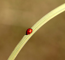 ladybug on grass