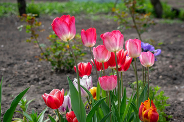 Fresh flowering tulips in springtime garden, beautiful early tulipa gesneriana flowers in bloom, various colors, flowers bunch