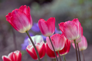 Naklejka premium Fresh flowering tulips in springtime garden, beautiful early tulipa gesneriana flowers in bloom, various colors, flowers bunch