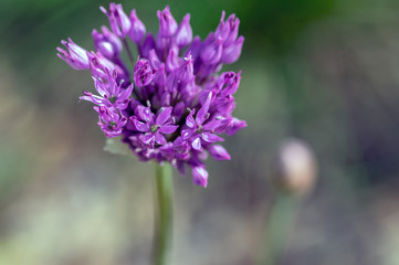 Allium hollandicum flowering springtime plant, group of purple persian ornamental onion flowers in bloom