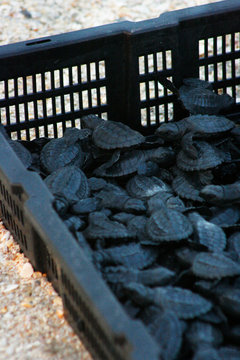 Tortugas resien nacidas