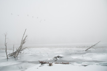Canada geese fly in through the misty over the frozen river edge