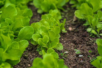 fresh greens in the garden