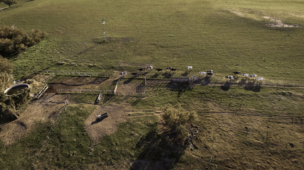 Cows in La Pampa province landscape,La Pampas, Argentina