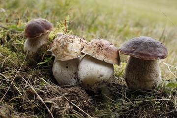 Champignon des bois 