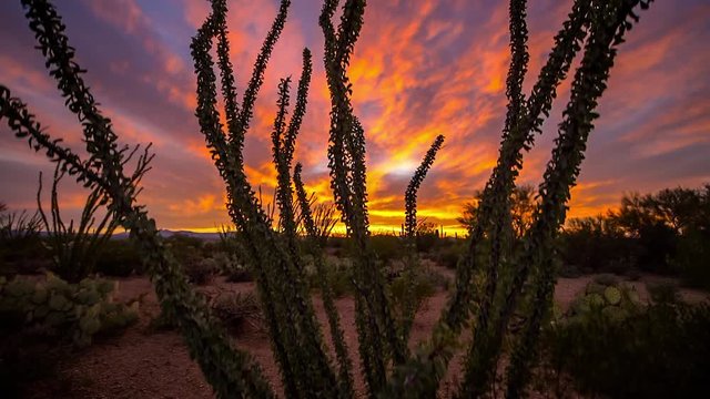 Silhouette of an ocotillo plant during a colorful sunset in Saguaro National Park near Tucson, Arizona