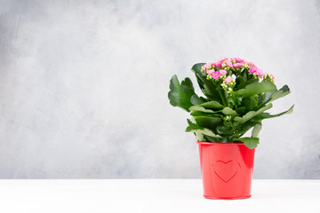 Valentine's day. Flowers in a red pot with a heart on a light gray background. Copy space.