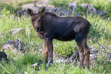 Shiras Moose in Colorado. Shiras are the smallest species of Moose in North America
