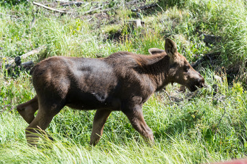 Shiras Moose in Colorado. Shiras are the smallest species of Moose in North America